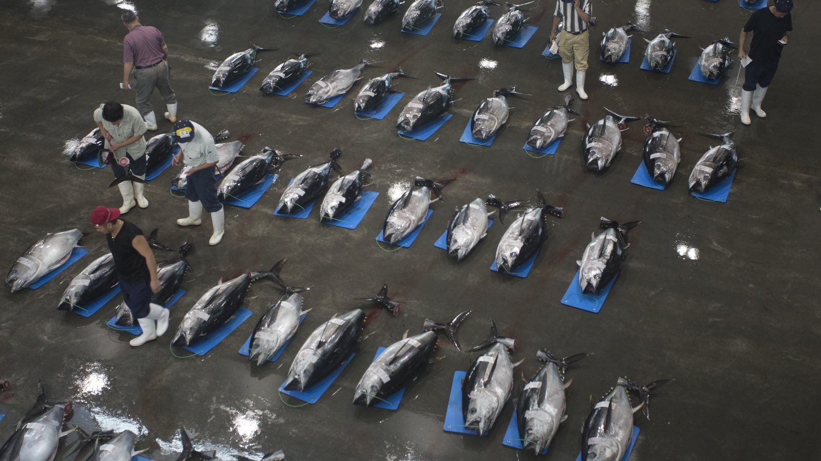 塩竈市魚市場のマグロのせり(写真提供:みやぎデジタルフォトライブラリー)